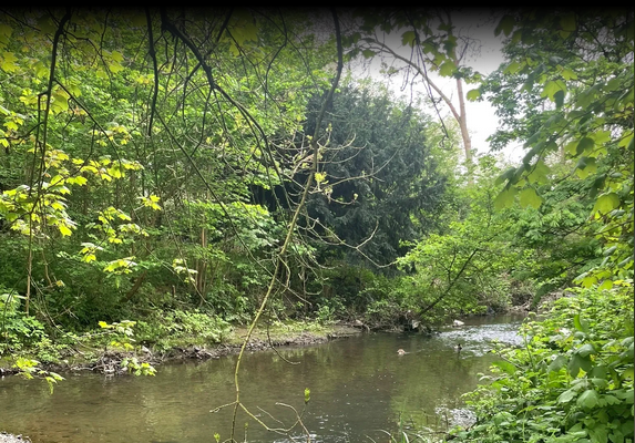 Avenue Park background pic