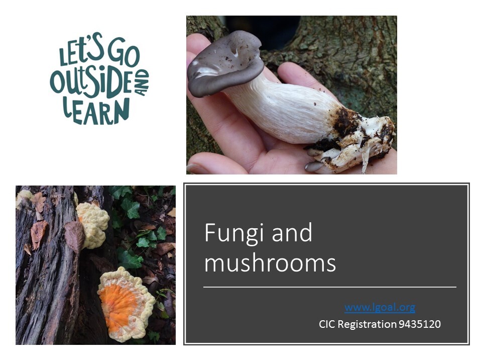 Fungi front