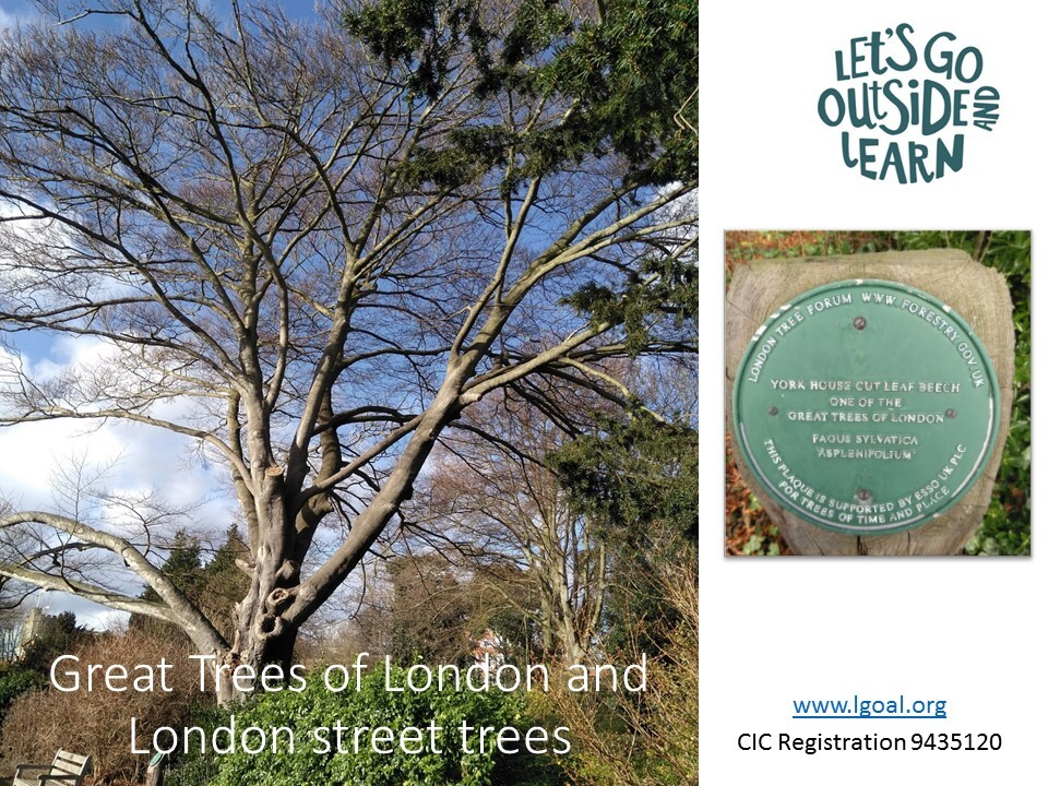 Great Trees of London title