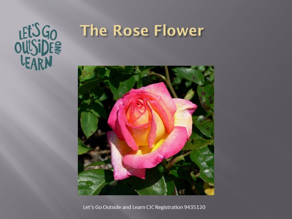 Rose flower front page