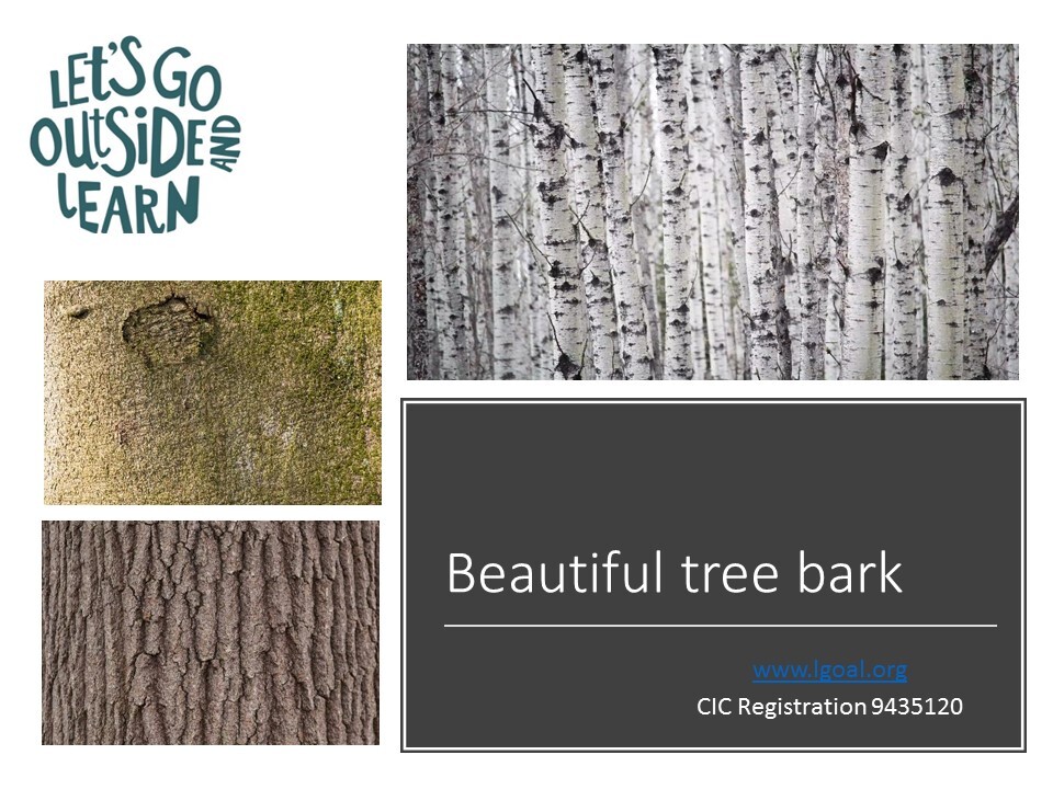 Tree bark front page